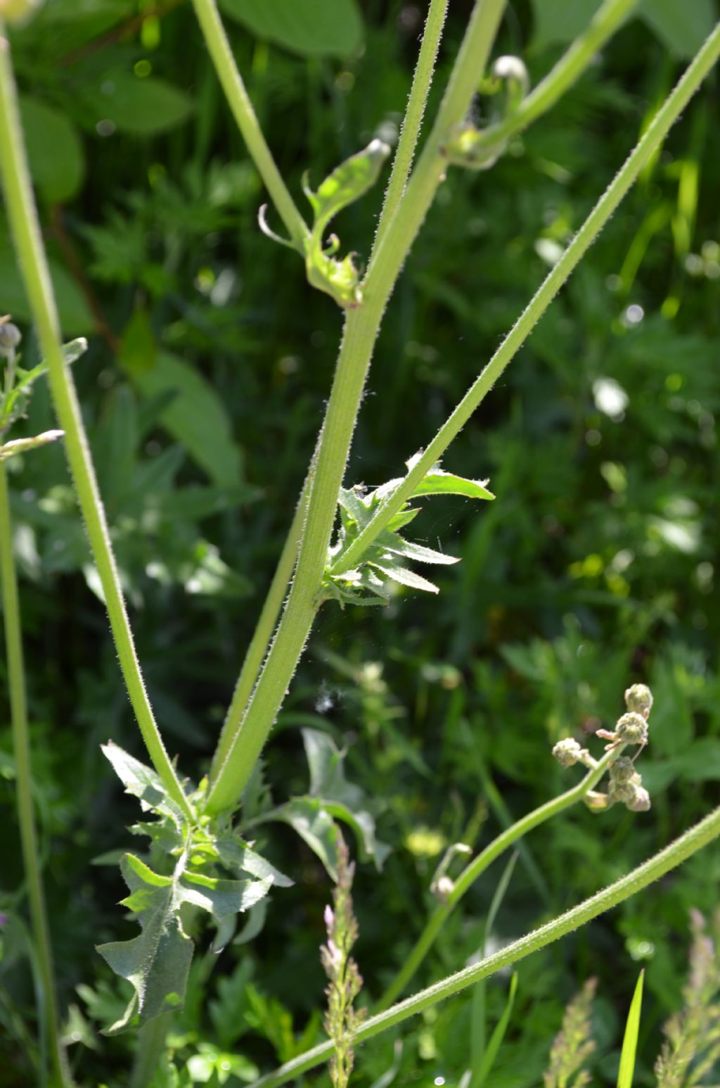 Da determinare - Crepis sp.